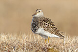 Image. Pectoral Sandpiper