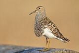 Image. Pectoral Sandpiper