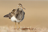 Image. Pectoral Sandpiper