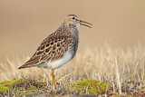 Image. Pectoral Sandpiper