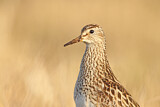 Image. Pectoral Sandpiper