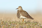 Image. Pectoral Sandpiper