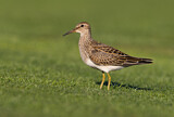 Image. Pectoral Sandpiper