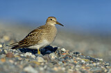Image. Pectoral Sandpiper