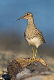 Image. Pectoral Sandpiper