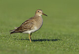 Image. Pectoral Sandpiper