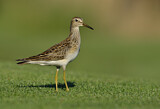 Image. Pectoral Sandpiper
