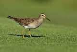 Image. Pectoral Sandpiper