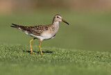 Image. Pectoral Sandpiper