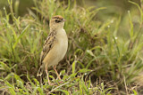 Image. Pectoral-patch Cisticola