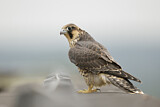 Image. Peregrine Falcon
