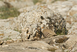 Image. Persisches Wüstenhuhn