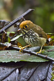 Image. Peruvian Antpitta