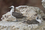 Image. Peruvian Booby
