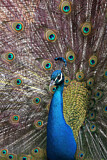 Image. Pfau