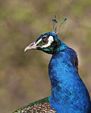 Image. Pfau