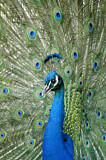 Image. Pfau