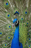 Image. Pfau