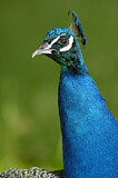 Image. Pfau