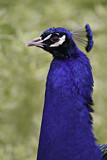 Image. Pfau