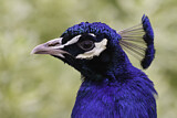 Image. Pfau
