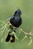 Image. Phainopepla