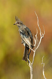 Image. Phainopepla