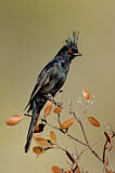Image. Phainopepla