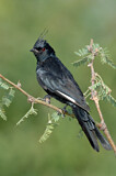 Image. Phainopepla