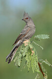 Image. Phainopepla