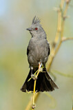 Image. Phainopepla