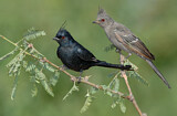 Image. Phainopepla