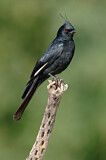 Image. Phainopepla