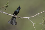 Image. Phainopepla