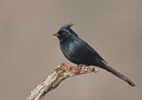 Image. Phainopepla