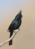 Image. Phainopepla