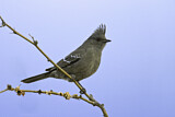 Image. Phainopepla