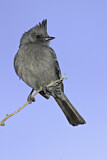Image. Phainopepla