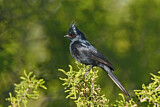 Image. Phainopepla