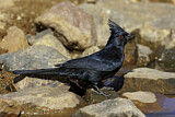 Image. Phainopepla