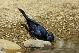 Image. Phainopepla