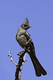 Image. Phainopepla