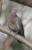 Image. Picazuro Pigeon