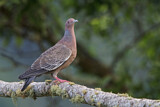 Image. Picazuro Pigeon