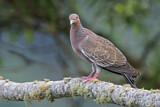 Image. Picazuro Pigeon