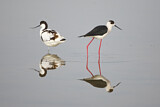 Image. Pied Avocet & Black-winged Stilt