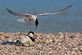 Image. Pied Avocet & Common Tern