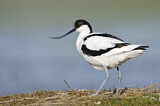 Image. Pied Avocet
