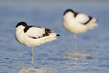Image. Pied Avocet