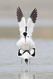 Image. Pied Avocet